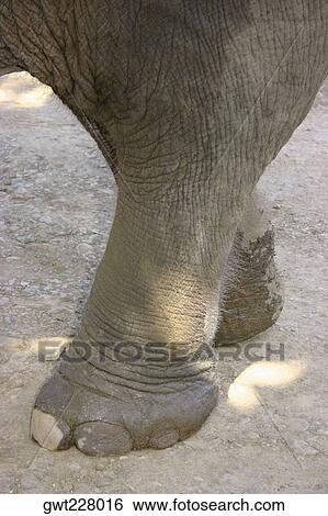Stock Photograph - Close-up of an elephant's feet, Chiang Khong, Thailand. Fotosearch