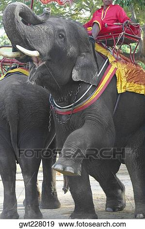 Elephant handler sitting on an elephant, Ayuthaya, Thailand View Large Photo Image Stock Photo - Elephant handler sitting on an elephant, Ayuthaya, Thailand. Fotosearch