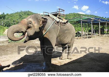 Elephant standing on a dirt road, Chiang Mai, Thailand View Large Photo Image Stock Photography - Elephant standing on a dirt road, Chiang Mai, Thailand. Fotosearch