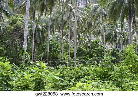 Palm trees in a forest, Phi Phi Islands, Thailand View Large Photo Image Stock Photo - Palm trees in a forest, Phi Phi Islands, Thailand. Fotosearch