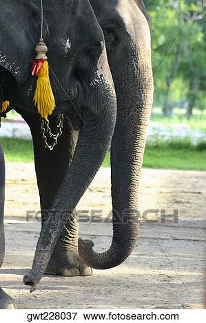 Stock Photo - Side profile of two elephants standing, Ayuthaya, Thailand. Fotosearch