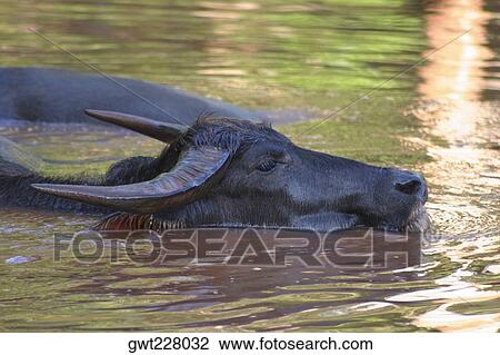 Stock Image - Two Water buffaloes (Bubalus bubalis) swimming in water, Thailand. Fotosearch