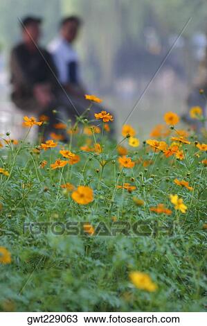 Close-up of flowers in a park, Hanoi, Vietnam View Large Photo Image Stock Image - Close-up of flowers in a park, Hanoi, Vietnam. Fotosearch