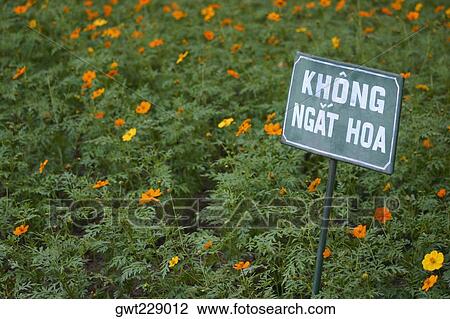 Information board in a field, Hanoi, Vietnam View Large Photo Image Stock Image - Information board in a field, Hanoi, Vietnam. Fotosearch