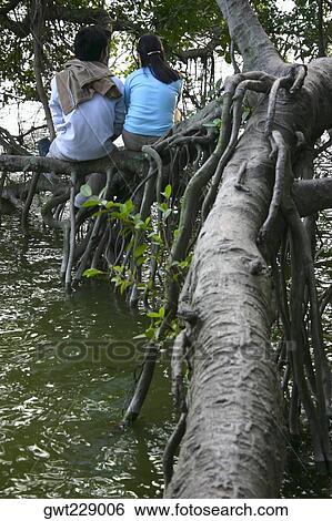 Stock Photograph - Rear view of a couple sitting on the branch of a tree, Hanoi, Vietnam. Fotosearch