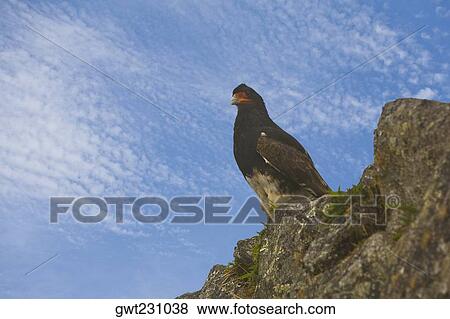 Close-up of a Mountain Caracara (Phalcoboenus megalopterus) perching on a cliff View Large Photo Image Stock Photo - Close-up of a Mountain Caracara (Phalcoboenus megalopterus) perching on a cliff. Fotosearch
