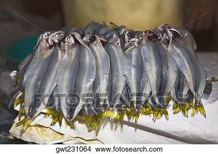 Close-up of dead fish at a market stall, Ica, Ica Region, Peru View Large Photo Image Picture - Close-up of dead fish at a market stall, Ica, Ica Region, Peru. Fotosearch