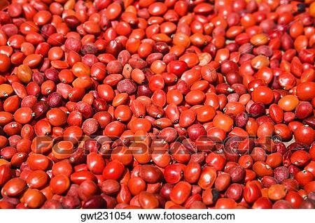 Close-up of seeds of Huayruro, Pisaq, Cuzco, Peru View Large Photo Image Picture - Close-up of seeds of Huayruro, Pisaq, Cuzco, Peru. Fotosearch