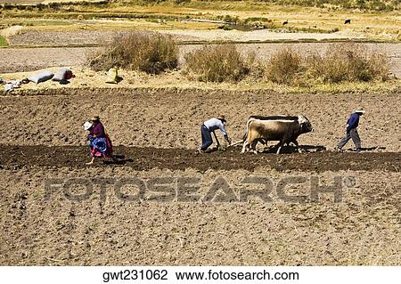 Side profile of a farmer ploughing a field with oxen, Puno, Cuzco, Peru View Large Photo Image Stock Image - Side profile of a farmer ploughing a field with oxen, Puno, Cuzco, Peru. Fotosearch