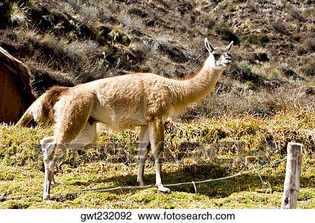 Close-up of a vicuna, Aguanacancha, Peru View Large Photo Image Stock Image - Close-up of a vicuna, Aguanacancha, Peru. Fotosearch
