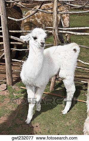 Stock Photo - Close-up of a young alpaca, Aguana Cancha, Puno, Peru. Fotosearch