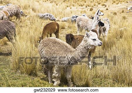 Llamas (Lama glama) with alpacas (Lama pacos) and sheep grazing in a pasture, Peru View Large Photo Image Stock Photo - Llamas (Lama glama) with alpacas (Lama pacos) and sheep grazing in a pasture, Peru. Fotosearch