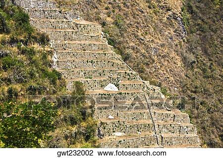 Old ruins of steps in a forest, Choquequirao, Inca, Cusco Region, Peru View Large Photo Image Stock Image - Old ruins of steps in a forest, Choquequirao, Inca, Cusco Region, Peru. Fotosearch