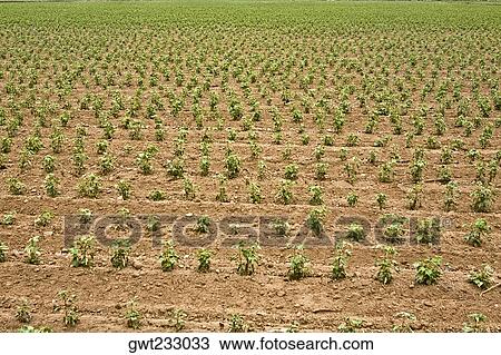 Cotton crop in a field, Nazca, Peru View Large Photo Image Stock Image - Cotton crop in a field, Nazca, Peru. Fotosearch