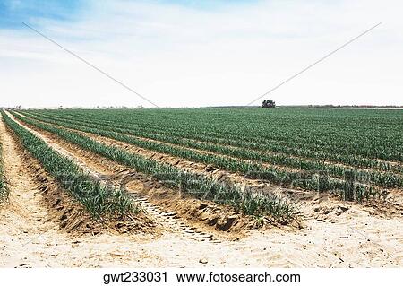 Onion crop in a field, Peru View Large Photo Image Stock Image - Onion crop in a field, Peru. Fotosearch