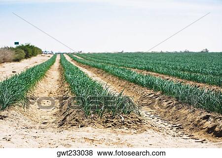 Onion crop in a field, Peru View Large Photo Image Stock Photo - Onion crop in a field, Peru. Fotosearch