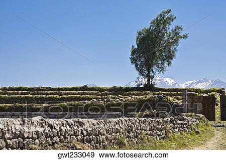 Tree on a landscape, Nevado Chachani, Arequipa, Peru View Large Photo Image Stock Photo - Tree on a landscape, Nevado Chachani, Arequipa, Peru. Fotosearch