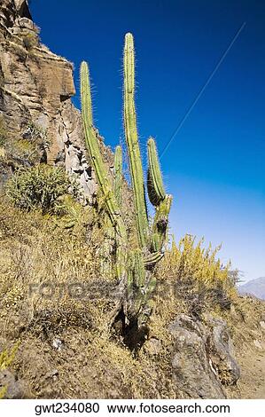 Cactus plant on a cliff, Colca Canyon, Peru View Large Photo Image Stock Image - Cactus plant on a cliff, Colca Canyon, Peru. Fotosearch