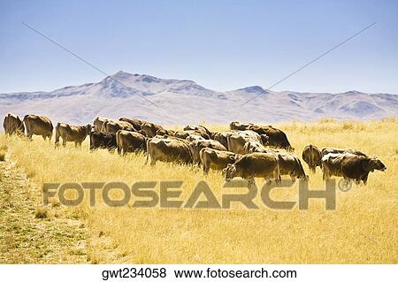 Cattle grazing on a grassy field, Puno-Cusco Road, Peru View Large Photo Image Stock Photo - Cattle grazing on a grassy field, Puno-Cusco Road, Peru. Fotosearch
