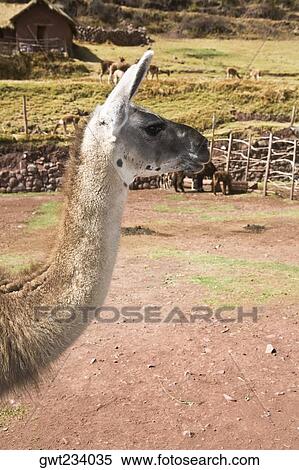 Close-up of a alpaca, Aguanacancha, Peru View Large Photo Image Stock Photography - Close-up of a alpaca, Aguanacancha, Peru. Fotosearch