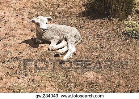 Close-up of a sheep sitting, Peru View Large Photo Image Stock Photo - Close-up of a sheep sitting, Peru. Fotosearch