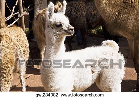 Close-up of alpacas, Aguanacancha, Peru View Large Photo Image Stock Image - Close-up of alpacas, Aguanacancha, Peru. Fotosearch