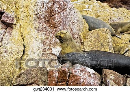 Close-up of four seals resting on rocks, Ballestas Islands, Paracas National Reserve, Paracas, Ica Region, Peru View Large Photo Image Stock Image - Close-up of four seals resting on rocks, Ballestas Islands, Paracas National Reserve, Paracas, Ica Region, Peru. Fotosearch