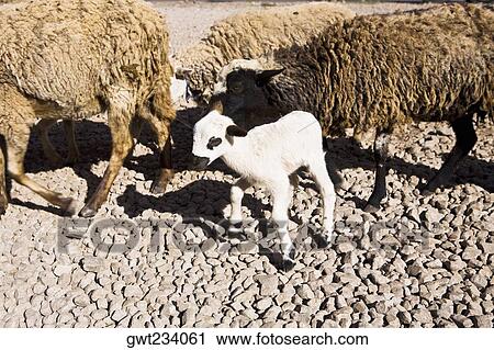 Close-up of sheep, Pisaq, Cuzco, Peru View Large Photo Image Stock Image - Close-up of sheep, Pisaq, Cuzco, Peru. Fotosearch