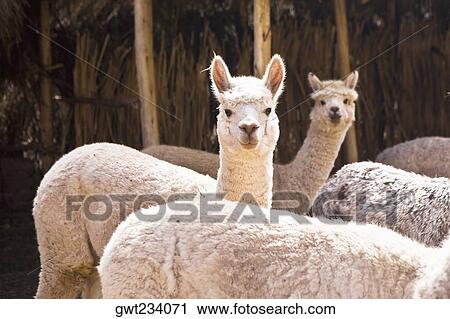 Five alpacas, Aguanacancha, Peru View Large Photo Image Stock Image - Five alpacas, Aguanacancha, Peru. Fotosearch