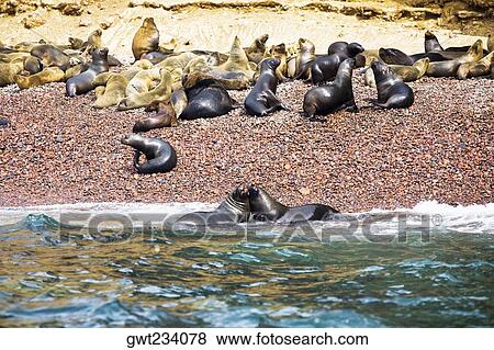 Stock Photo - Group of seals on the coast, Ballestas Islands, Paracas National Reserve, Paracas, Ica Region, Peru. Fotosearch