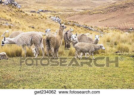 Llamas (Lama glama) with alpacas (Lama pacos) and sheep grazing in a pasture, Peru View Large Photo Image Stock Image - Llamas (Lama glama) with alpacas (Lama pacos) and sheep grazing in a pasture, Peru. Fotosearch
