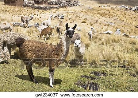Llamas (Lama glama) with alpacas (Lama pacos) and sheep grazing in a pasture, Peru View Large Photo Image Stock Photo - Llamas (Lama glama) with alpacas (Lama pacos) and sheep grazing in a pasture, Peru. Fotosearch