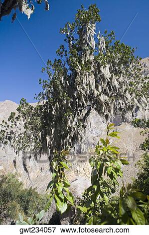 Low angle view of a mountain covered with trees, San Juan de Chuccho, Colca Canyon, Arequipa, Peru View Large Photo Image Stock Photo - Low angle view of a mountain covered with trees, San Juan de Chuccho, Colca Canyon, Arequipa, Peru. Fotosearch