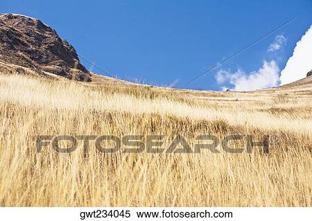 Tall grass in a field, Choquequirao, Inca, Cusco region, Peru View Large Photo Image Stock Photography - Tall grass in a field, Choquequirao, Inca, Cusco region, Peru. Fotosearch
