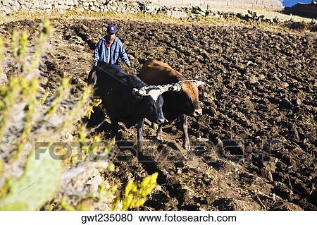 Farmer ploughing a field, Cabanaconde, Chivay, Arequipa, Peru View Large Photo Image Stock Image - Farmer ploughing a field, Cabanaconde, Chivay, Arequipa, Peru. Fotosearch