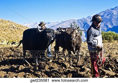 Farmers ploughing field with oxen, Cabanaconde, Chivay, Arequipa, Peru View Large Photo Image Stock Image - Farmers ploughing field with oxen, Cabanaconde, Chivay, Arequipa, Peru. Fotosearch
