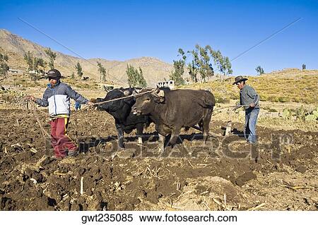 Farmers ploughing field with oxen, Cabanaconde, Chivay, Arequipa, Peru View Large Photo Image Stock Photography - Farmers ploughing field with oxen, Cabanaconde, Chivay, Arequipa, Peru. Fotosearch