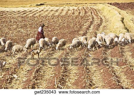 Flock of sheep grazing in a field, Puno-Cusco Road, Peru View Large Photo Image Stock Image - Flock of sheep grazing in a field, Puno-Cusco Road, Peru. Fotosearch