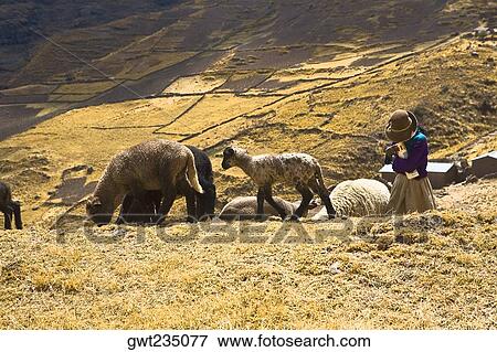 Stock Photo - Girl herding llamas (Lama glama) in a field, Peru. Fotosearch