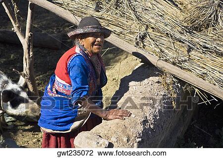 High angle view of a senior woman standing with a pig in a barn, Peru View Large Photo Image Stock Image - High angle view of a senior woman standing with a pig in a barn, Peru. Fotosearch