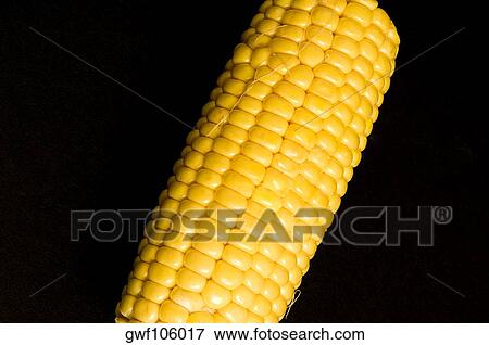 Stock Photo - Close-up of a corncob. Fotosearch