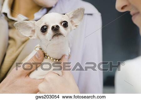 Man and a woman holding a puppy View Large Photo Image Picture - Man and a woman holding a puppy. Fotosearch