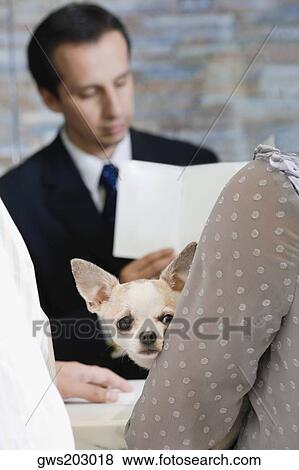 Woman holding a puppy with a mature man in the background View Large Photo Image Stock Photo - Woman holding a puppy with a mature man in the background. Fotosearch