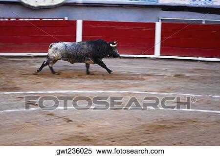 Bull running in a bullring, Plaza De Toros San Marcos, Aguascalientes, Mexico View Large Photo Image Stock Photography - Bull running in a bullring, Plaza De Toros San Marcos, Aguascalientes, Mexico. Fotosearch