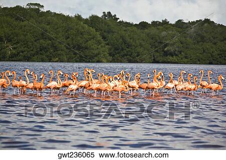 Flock of Ria De Celestun birds in water, Yucatan, Mexico View Large Photo Image Stock Photography - Flock of Ria De Celestun birds in water, Yucatan, Mexico. Fotosearch