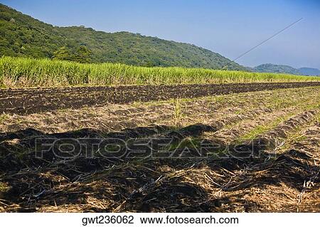 Panoramic view of a plowed field, Tamasopo, San Luis Potosi, Mexico View Large Photo Image Stock Image - Panoramic view of a plowed field, Tamasopo, San Luis Potosi, Mexico. Fotosearch