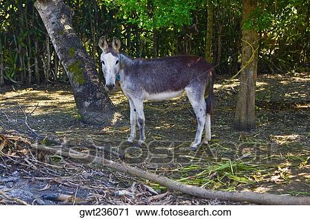 Side profile of a donkey tied with a tree View Large Photo Image Stock Image - Side profile of a donkey tied with a tree. Fotosearch