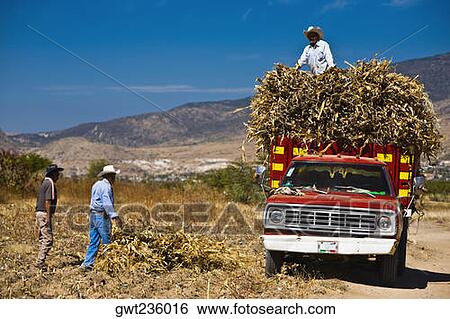 Three mature men loading crop on a pick-up truck, Oaxaca, Oaxaca State, Mexico View Large Photo Image Stock Photograph - Three mature men loading crop on a pick-up truck, Oaxaca, Oaxaca State, Mexico. Fotosearch