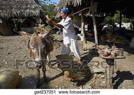 Mature man loading sack of corn on a donkey, Papantla, Veracruz, Mexico View Large Photo Image Stock Image - Mature man loading sack of corn on a donkey, Papantla, Veracruz, Mexico. Fotosearch
