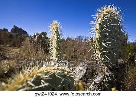 Cactus in a field, Real De Catorce, San Luis Potosi, Mexico View Large Photo Image Picture - Cactus in a field, Real De Catorce, San Luis Potosi, Mexico. Fotosearch